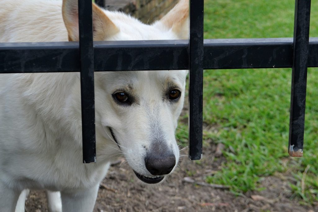 Elektroschocker-gegen-Hund-nicht-erlaubte